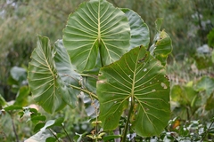 Montrichardia linifera