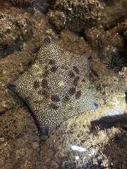 Culcita novaeguineae