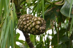 Montrichardia linifera