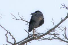 Corvus macrorhynchos japonensis