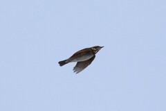 Turdus eunomus