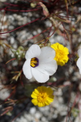 Linanthus