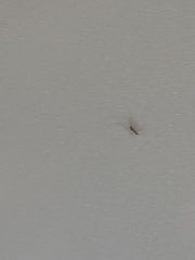 Tapinoma melanocephalum