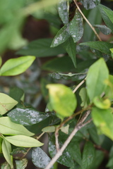 Podosphaera tridactyla