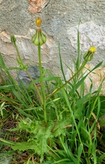 Urospermum picroides