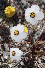 Linanthus