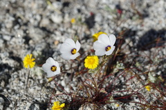 Linanthus