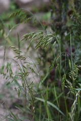 Bromus japonicus