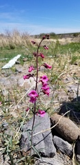 Penstemon parryi