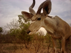 Tragelaphus strepsiceros cottoni