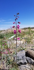 Penstemon parryi