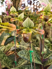 Paphiopedilum