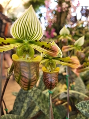 Paphiopedilum