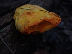 Piptoporus australiensis