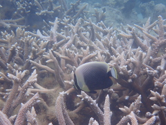 Chaetodon reticulatus