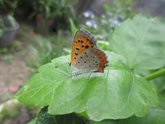 Lycaena phlaeas daimio