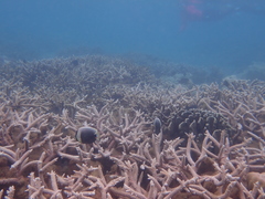 Chaetodon reticulatus