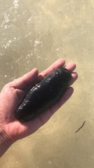 Holothuria atra