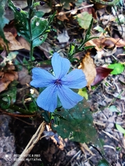 Eranthemum