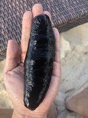 Holothuria atra