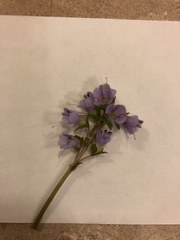 Veronica regina-nivalis