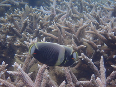 Chaetodon reticulatus