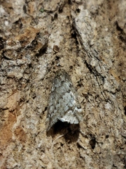 Alsophila aescularia