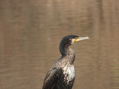 Phalacrocorax carbo hanedae