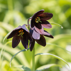 Fritillaria camschatcensis