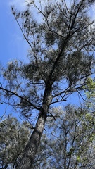 Casuarina cunninghamiana