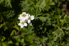 Anemonastrum sibiricum