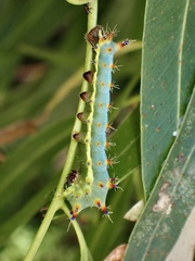 Opodiphthera eucalypti