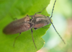 Acteniceromorphus volitans