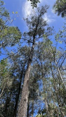 Casuarina cunninghamiana