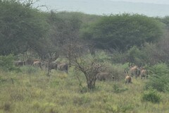 Tragelaphus oryx pattersonianus