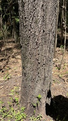 Casuarina cunninghamiana