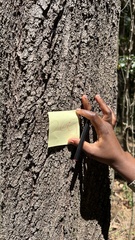 Casuarina cunninghamiana