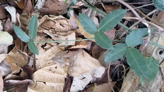 Tetrastigma formosanum