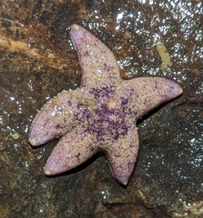 Pisaster ochraceus