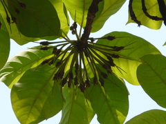 Madhuca longifolia latifolia