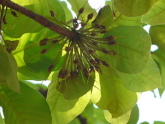 Madhuca longifolia latifolia