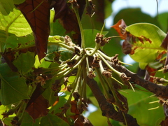 Madhuca longifolia latifolia
