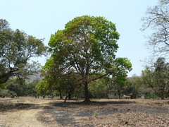 Madhuca longifolia latifolia