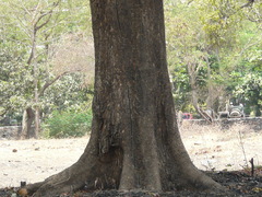 Madhuca longifolia latifolia