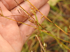 Fimbristylis dichotoma dichotoma