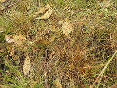 Fimbristylis dichotoma dichotoma