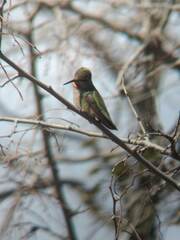 Calypte anna