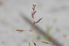 Poa annua