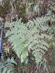 Dryopteris paleolata