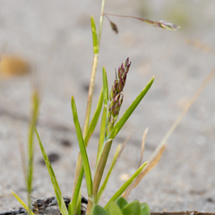 Poa annua